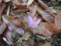 otta dei Pastori04112011 152
